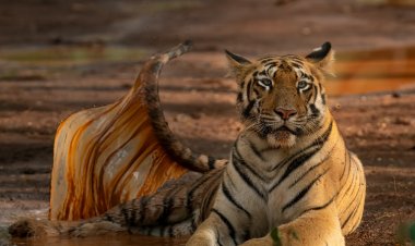 From Mass Tourism to Mindful Wildlife Safaris: A Changing Travel Trend