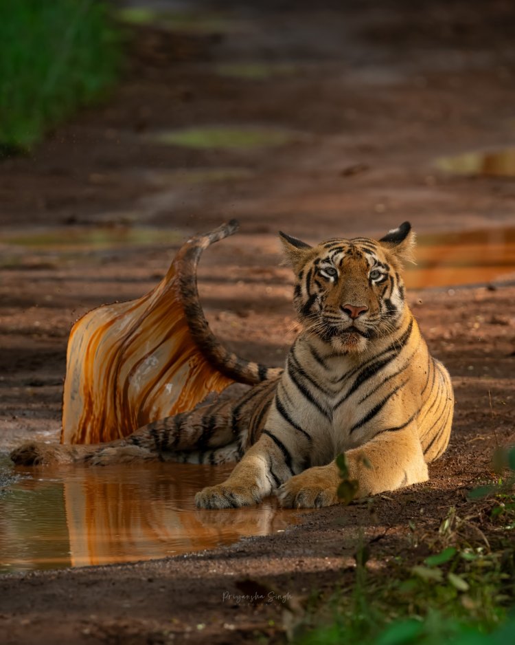 From Mass Tourism to Mindful Wildlife Safaris: A Changing Travel Trend
