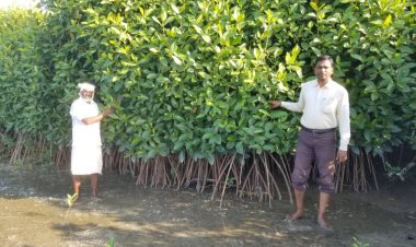 Mangrove Ecosystems: Nature's Living Shield Against Climate Change and Coastal Disasters