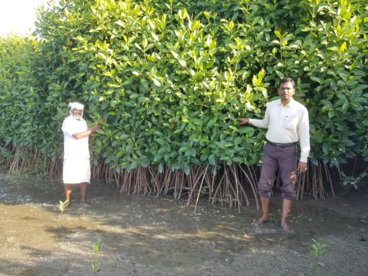 Mangrove Ecosystems: Nature's Living Shield Against Climate Change and Coastal Disasters